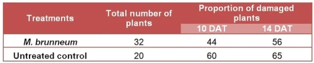 Strawberry plants M. brunneum-spider mite damage-Table