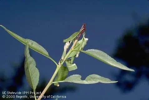 Shoot strike caused by oriental fruit moth
