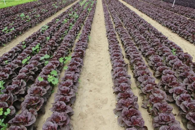 20140505 Lettuce-Prowl trial at Babe Farms (13)