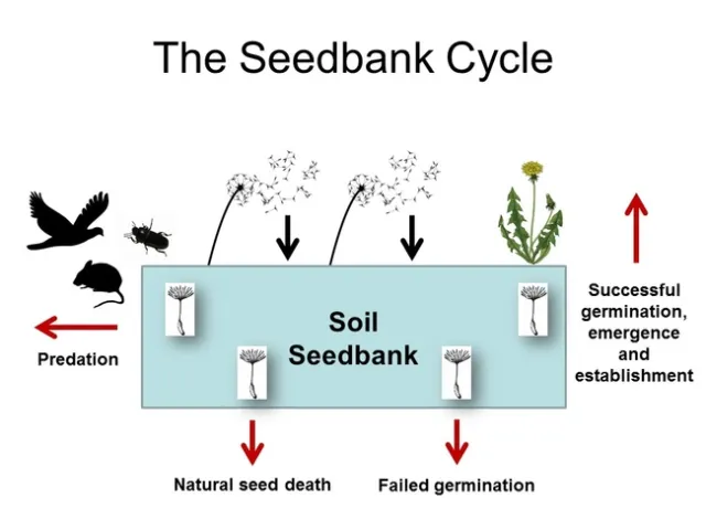 CWSS 2015 SEEDBANKS SOSNOSKIE 2
