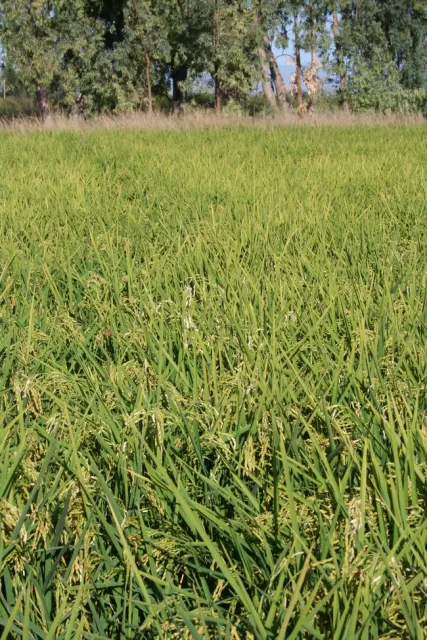 Armyworm panicle damage #11