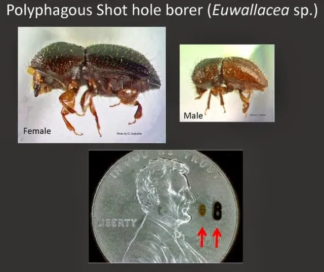 Females are typically larger, 1.8-2.5 mm long