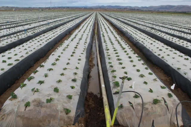 20141201 Micro-sprinkler plots (1)