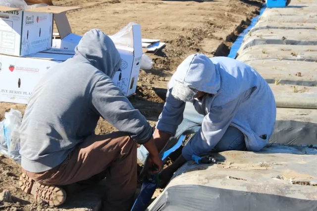 Setting up micro-sprinklers