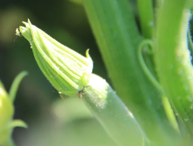 Tomato bug on zucchini-Lompoc 20150909 (1)