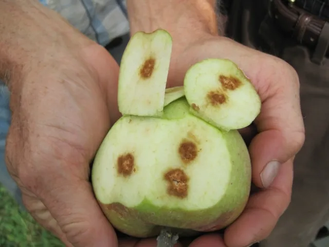 BMSB damage to apple-Chris Bergh, Virginia Tech