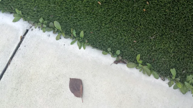 Real weeds in fake turf. Photo credit: L.M. Sosnoskie