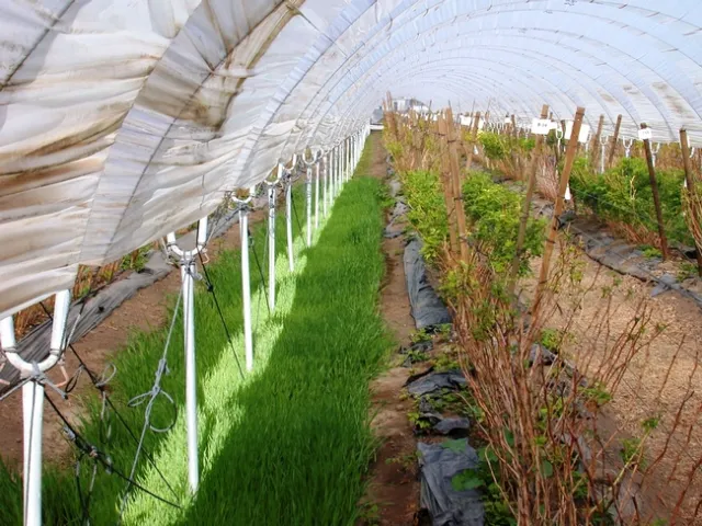 Barley cover crop in post row at 4 weeks afetr planting