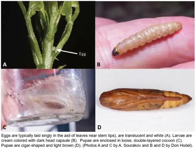 Erythrina stem and twig borer life stages