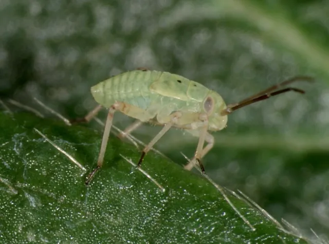 Lygus bug nymph