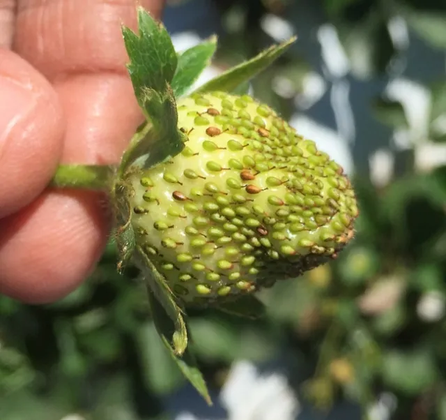 Strawberry fruit deformity-Lygus bug