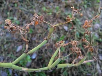 Downy mildew-infected red apple ice plant-Heather Scheck