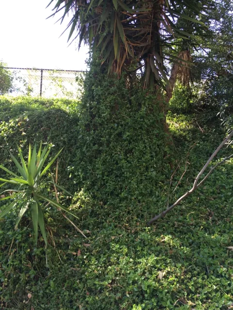 Ice plant on yucca-Heather Scheck