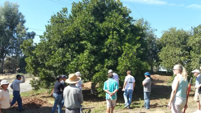 Macadamia Field Day 2015