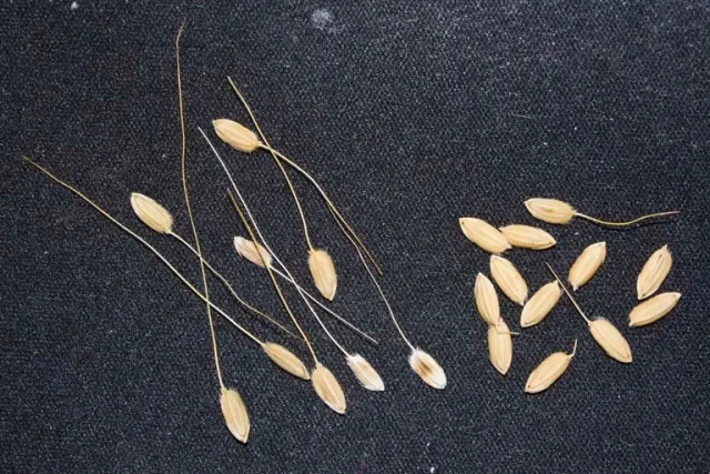 Red rice long awns (left) and California medium grain variety with short awns (right). (photo credit: Luis Espino and Larry Strand, UCCE)