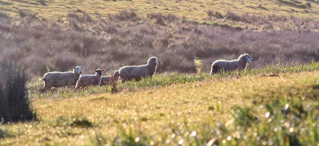 sheep on Marin hillside