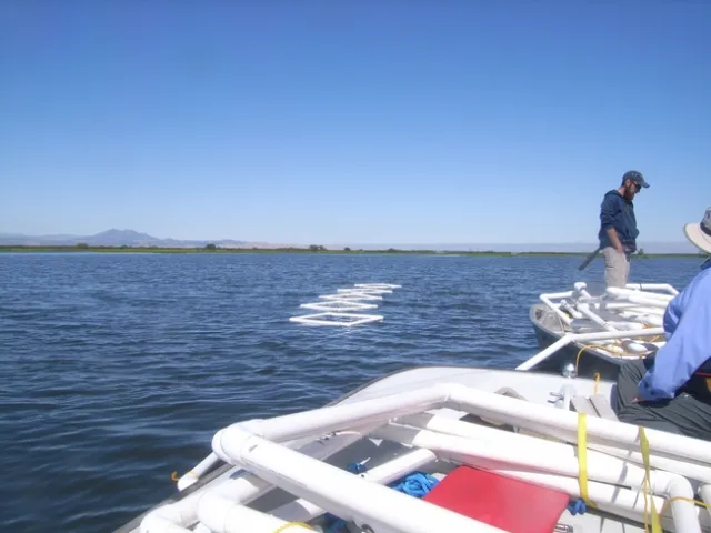 Figure 2. The clean lines on this year's quadrats contrast nicely with Mt Diablo in the background