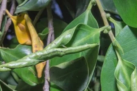 FLRP-Leaf rolling process-D.R. Hodel