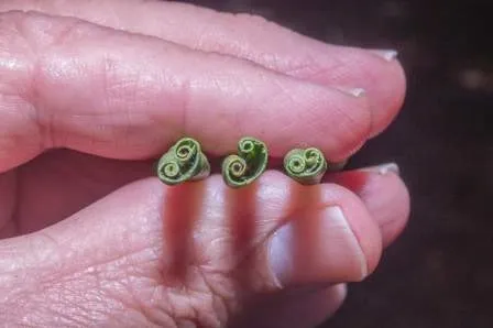 FLRP-Leaf rolls-D.R. Hodel