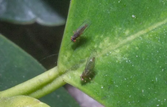 FLRP-Two adults-D.R. Hodel