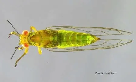 FLRP-Adult dorsal view-Gevork Arakelian