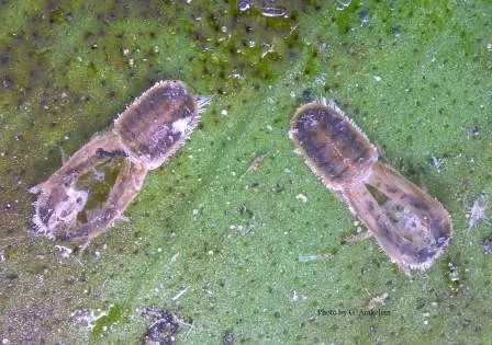 FLRP-Cast skins of the last instar nymph-Gevork Arakelian