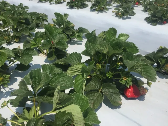 About 7 wk old-planted on 20Jun16 plants-Chris Jenkins (1)