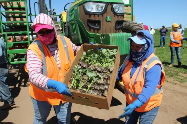 Crew loading transplant trays