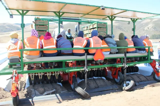 Mechanical strawberry transplanter-Driscoll's
