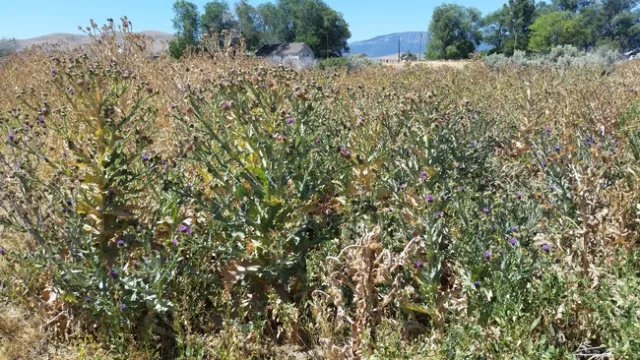 Scotch thistle “forest” in the honey lake valley. Seeds were set and disseminated, it will be a long battle at this site.