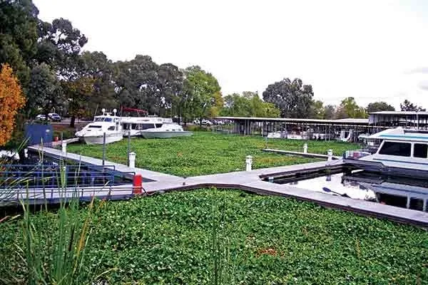 Stockton-area marina disabled by waterhyacinth (photo: Gene Beley, BoatUS Magazine)