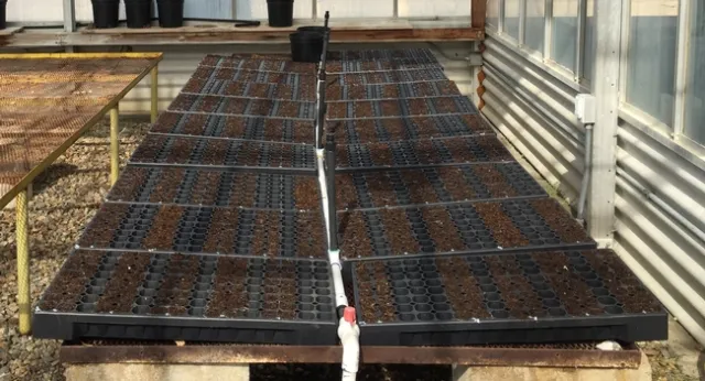 Cotton-Fusarium-Beneficial microbes-At planting