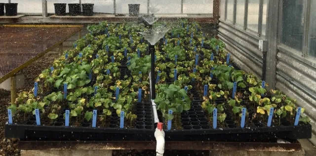 Cotton-Fusarium-Beneficial microbes-3WAP