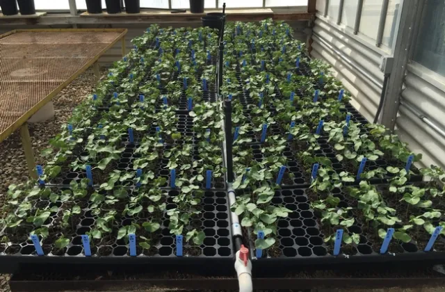 Cotton-Fusarium-Beneficial microbes-2WAP