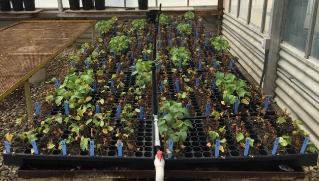 Cotton-Fusarium-Beneficial microbes-5WAP