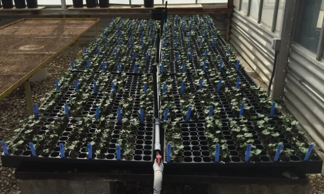 Cotton-Fusarium-Beneficial microbes-1WAP