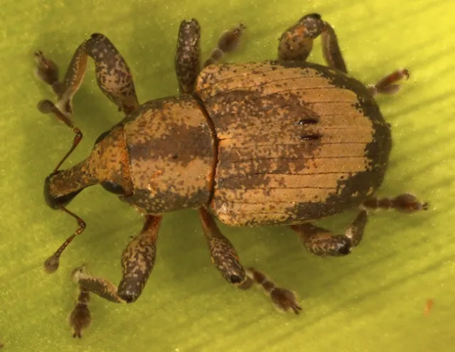 Neochetina bruchi (Photo: National Bureau of Agricultural Insect Resources, Indian Council of Agricultural Research)