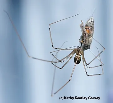 A cellar spider nabs a honey bee. (Photo by Kathy Keatley Garvey)