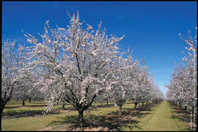 Almond orchard in full bloom