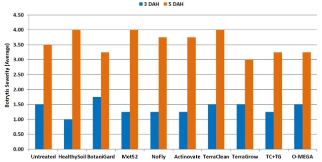 Botrytis fruit rot 2