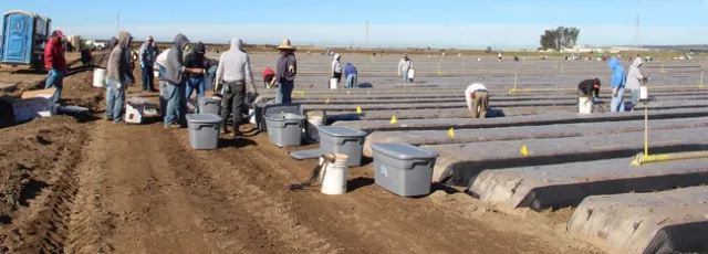 Transplant treatment and planting