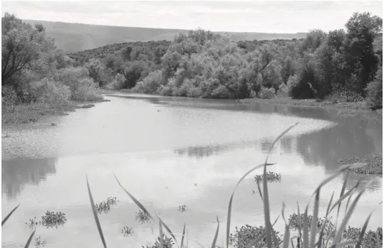 J. A. Coetzee et al. 2009: Before and after the establishment and spread of N. eichhorniae in New Years Dam, South Africa. Released in 1990, N. eichhorniae had reduced the infestation of water hyacinth to 10% cover by 2000.  Photos from: J. A. Coetzee, M. P. Hill, M. H. Julien, T. D. Center, and H. A. Cordo. 2009. Biological Control of Tropical Weeds using Arthropods, ed. R. Muniappan, G.V.P. Reddy, and A. Raman. Cambridge University Press