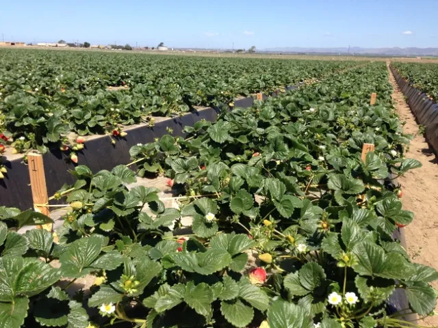 20130416 Marked sections for harvesting (2)