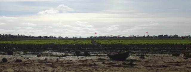 Davis Common Wheat, 12/12/2016