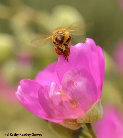 A honey bee leaving rock purslane, Calandrinia grandiflora, which yields red pollen. (Photo by Kathy Keatley Garvey)