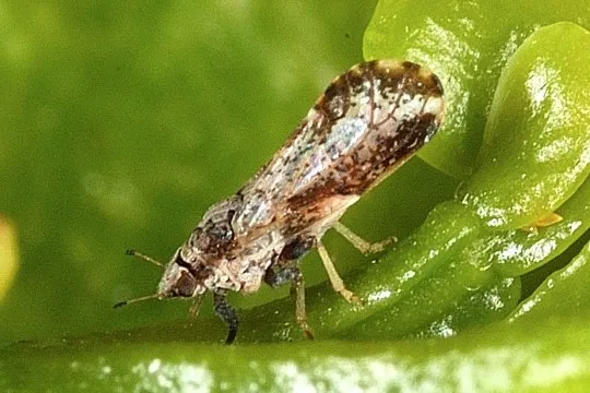 asian citrus psyllid
