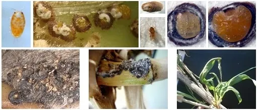 Life stages of the arundo armored scale
