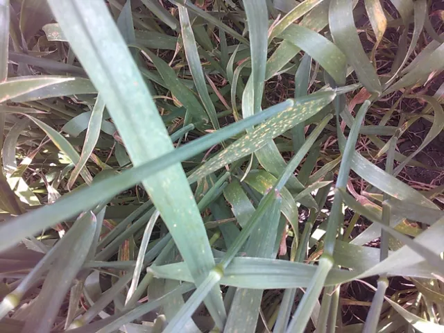 Figure 10. Leaf Spot symtpoms at Colusa variety trial.