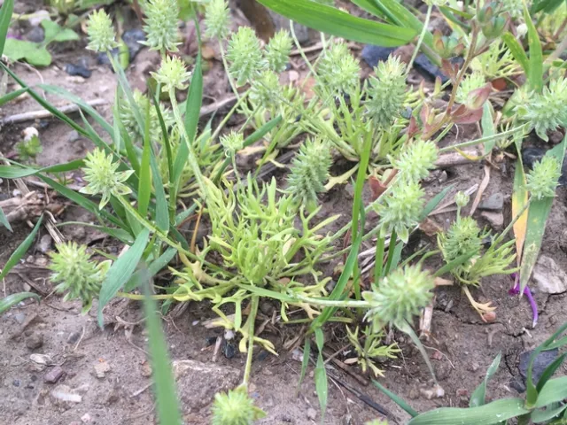 Bur buttercup closeup
