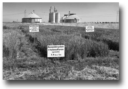 Early BUTTE® trials at the Rice Experiment Station, 2012